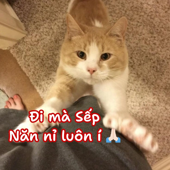 meme mèo năn nỉ