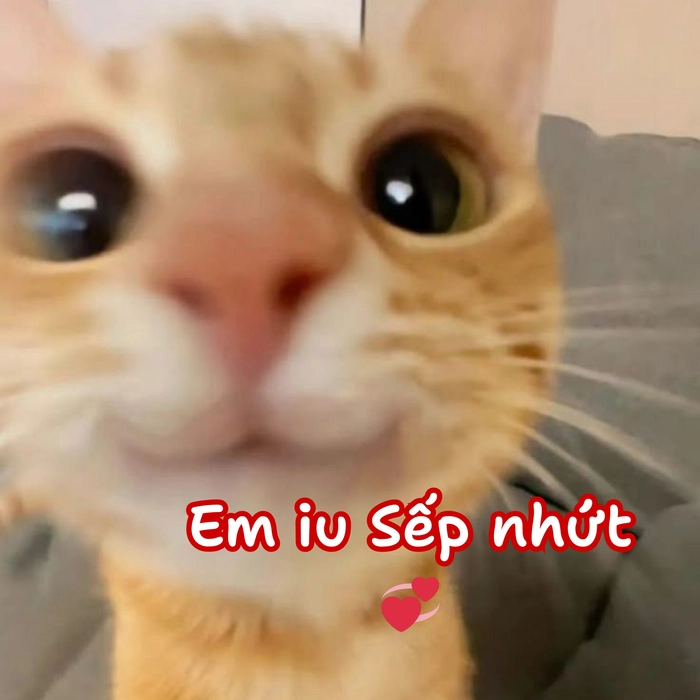 ảnh meme mèo yêu sếp nhất
