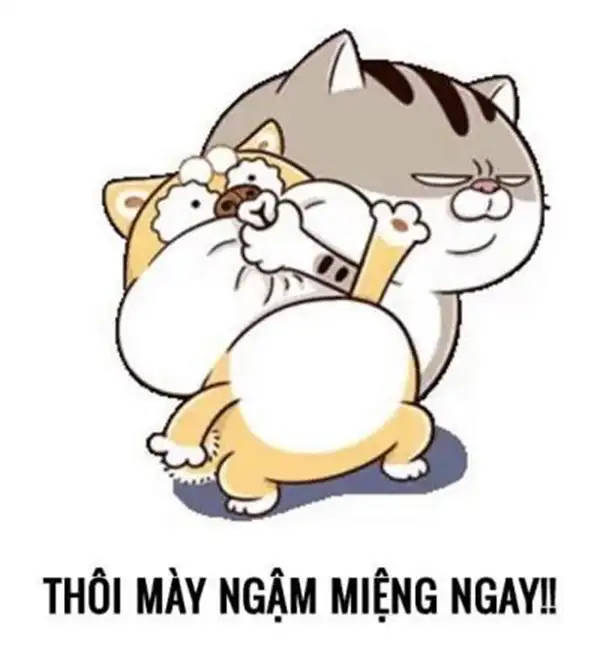 meme mèo ngậm miệng ngay