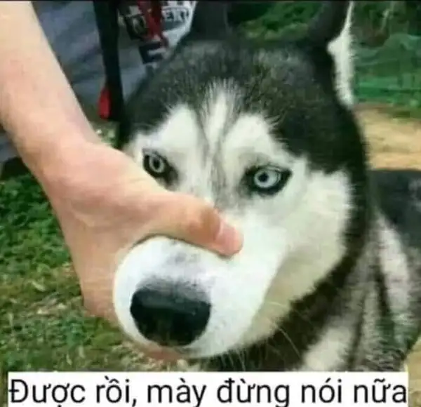 meme chó đừng nói nữa 