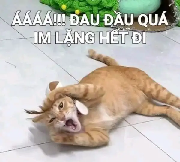 meme mèo suỵt đau đầu quá