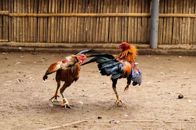 Ưu đãi khủng từ đá gà N88 cơ hội vàng cho người chơi