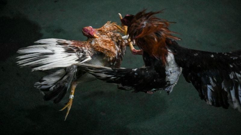 Kinh Nghiệm Chọn Cựa Dao Cho Gà Đá Thắng Lớn