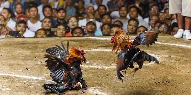 Sự kịch tính và hồi hộp trong đá gà cựa tròn