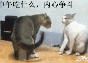 2 con mèo choảng nhau gif