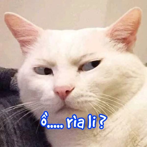 meme mèo vô tri bất ngờ