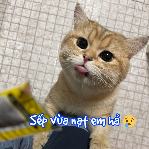 meme mèo vô tri hờn dỗi