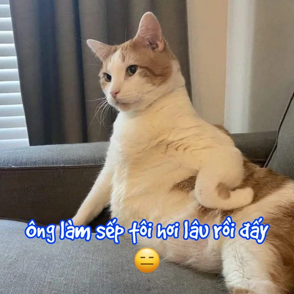 meme mèo vô tri bất bình
