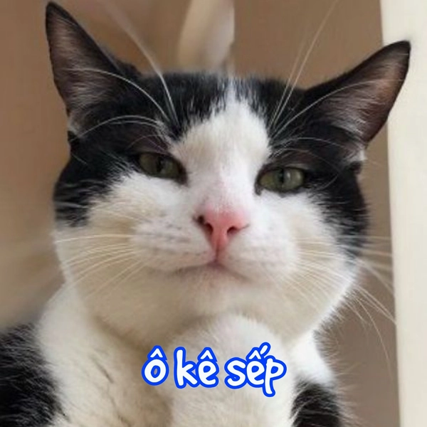 ảnh mèo vô tri ok sếp
