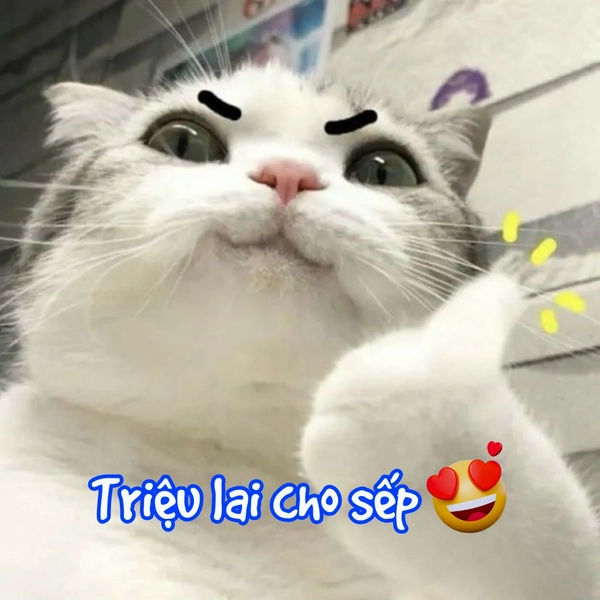 meme mèo vô tri triệu like