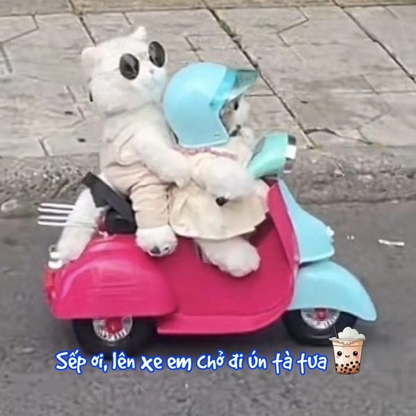 ảnh mèo vô tri đi xe
