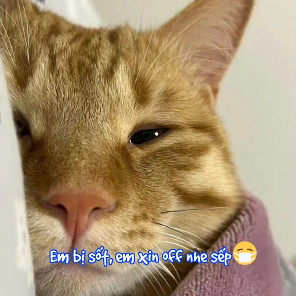 meme mèo vô tri bị ốm