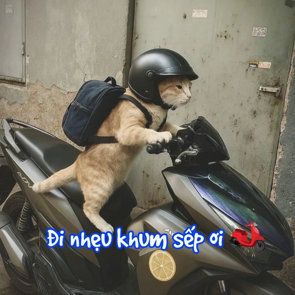 meme mèo vô tri ngầu