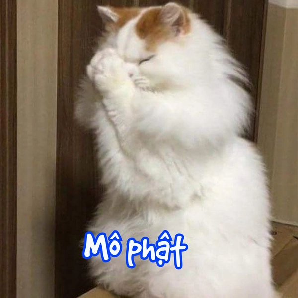 meme mèo vô tri mô phật