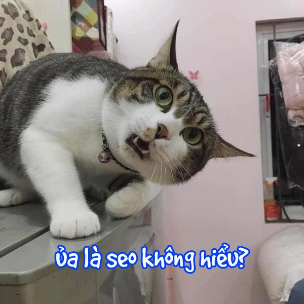 ảnh mèo vô tri ủa 