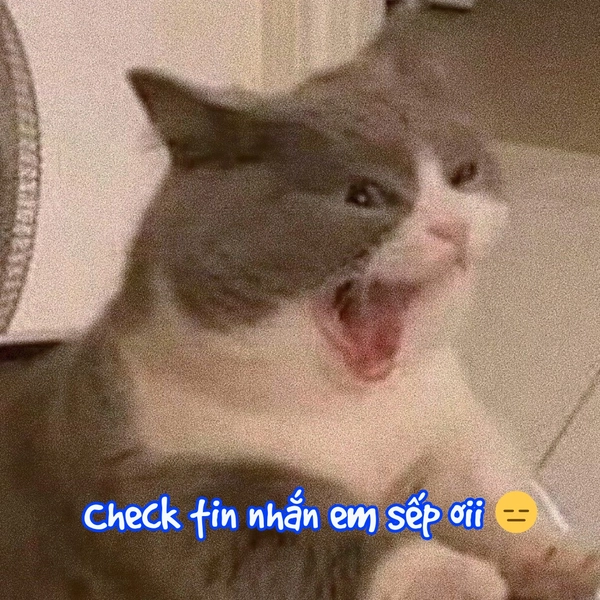 meme mèo vô tri quạo