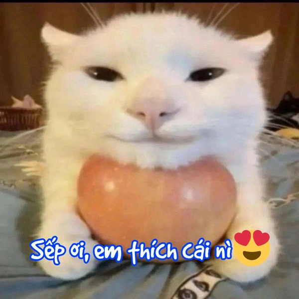 ảnh mèo vô tri sếp ơi