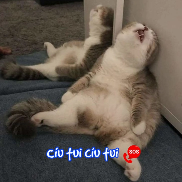 ảnh mèo vô tri cíu tui x2