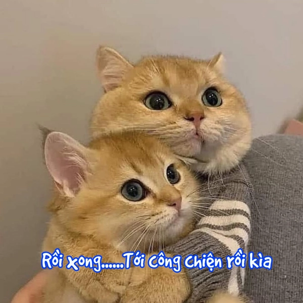 ảnh mèo vô tri tới công chiện