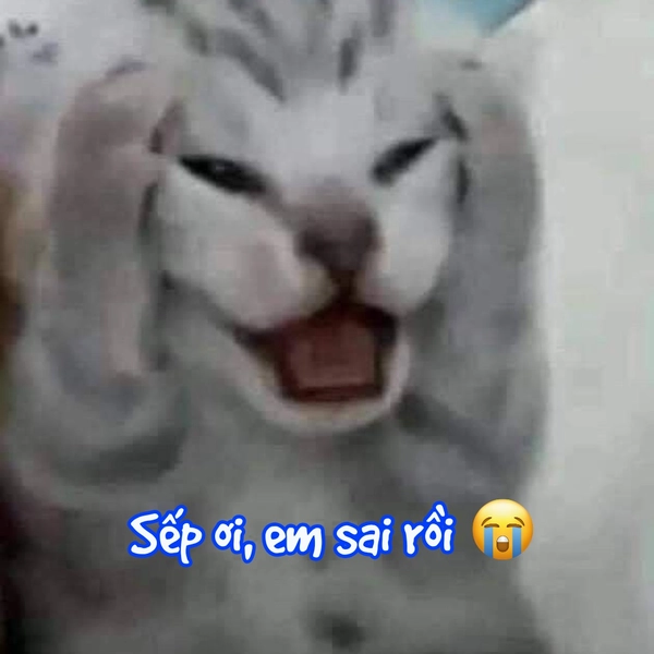 meme mèo vô tri xin lỗi sếp