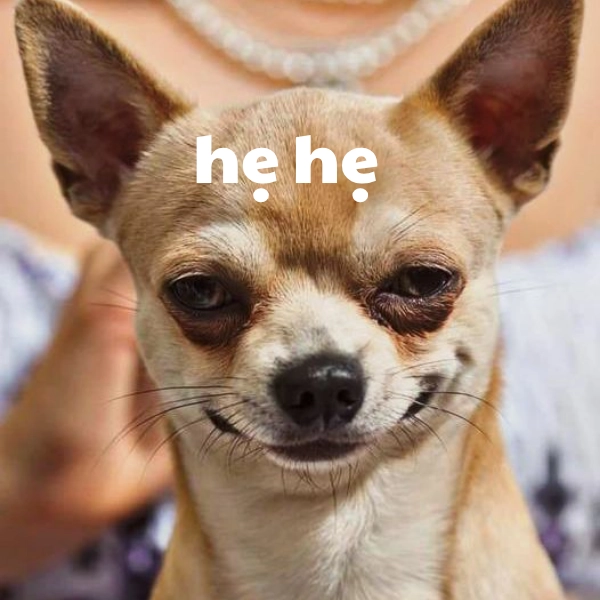 ha ha ha ha meme vui cười 