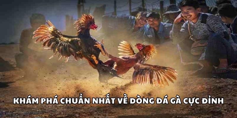 Khám phá chuẩn nhất về dòng đá gà cực đỉnh