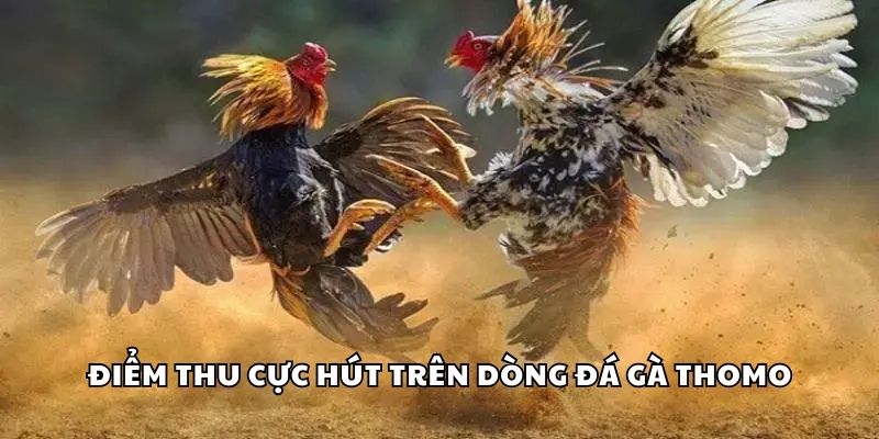 Điểm thu cực hút trên dòng đá gà Thomo