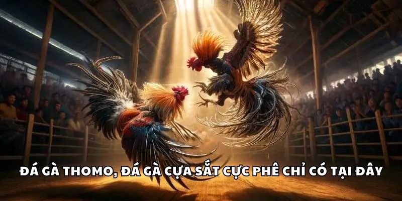 Kinh nghiệm chơi đá gà thắng lớn cho anh em