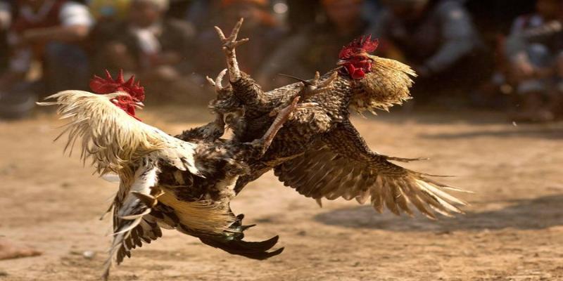 Luật chơi không chỉ là khuôn khổ