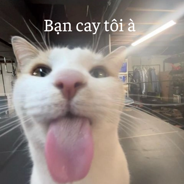 ảnh meme bạn cay à troll bạn bè 