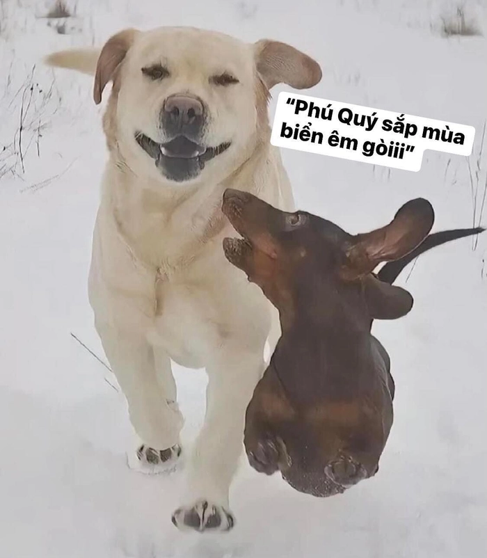 đi chơi meme biển
