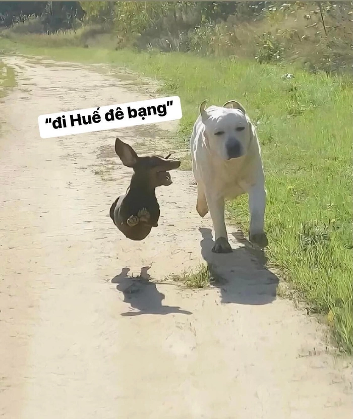 meme đi du lịch động vật