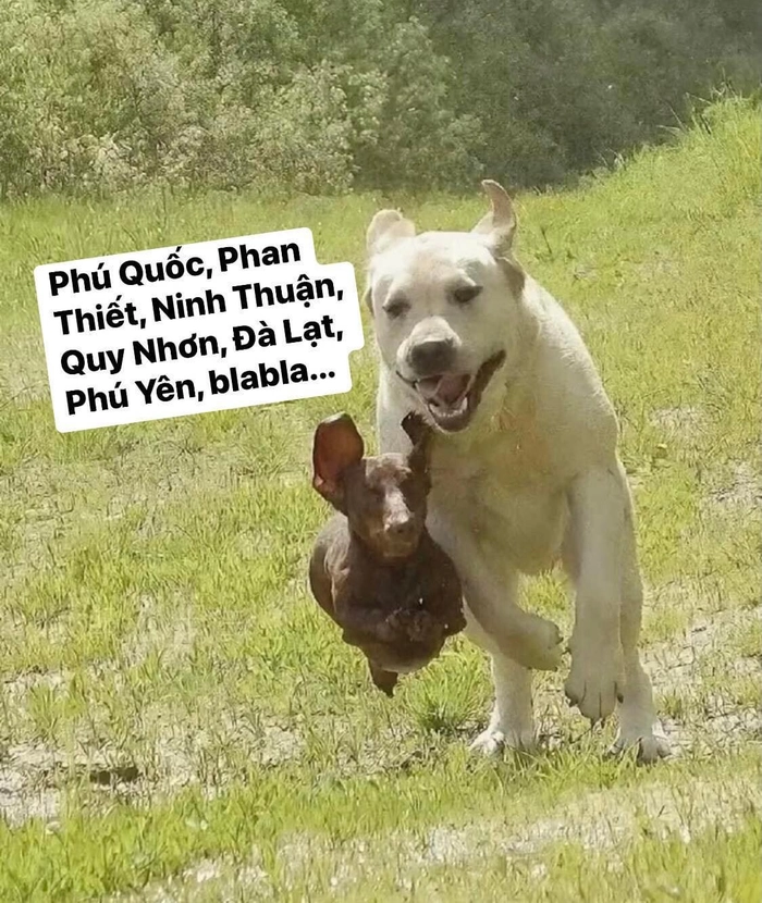 ảnh meme đi chơi hài
