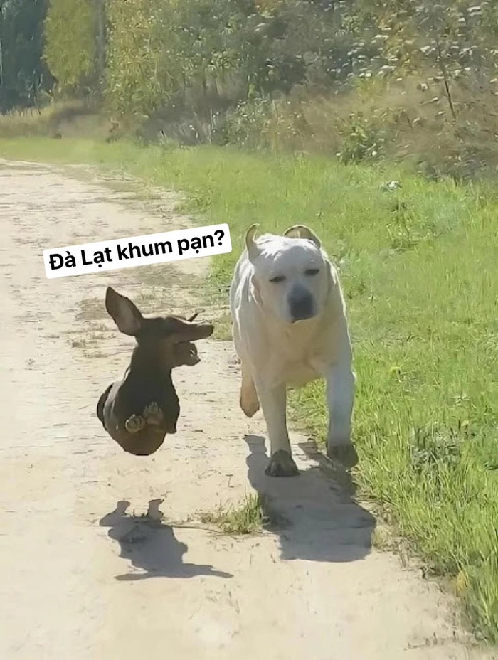 meme đi du lịch hài