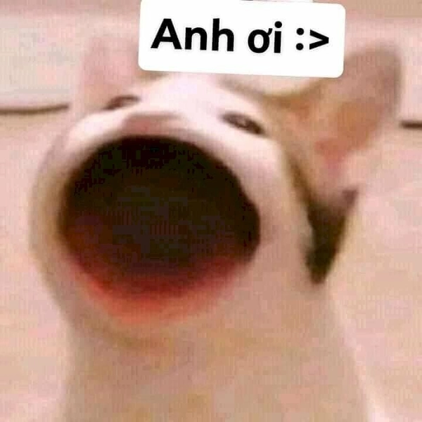 ảnh meme mèo há miệng 
