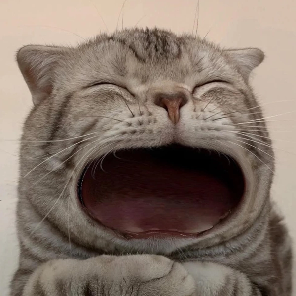 meme há miệng to đón cơm 