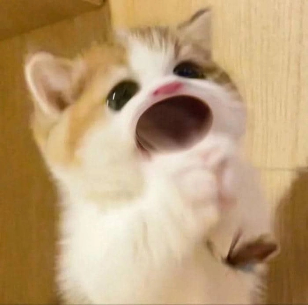 meme đút cơm vào miệng hài hước 