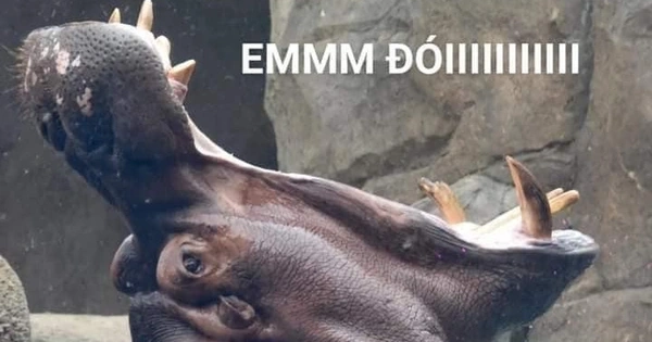 meme há miệng siêu to 