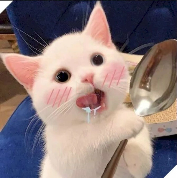 ảnh meme há miệng đòi cơm 