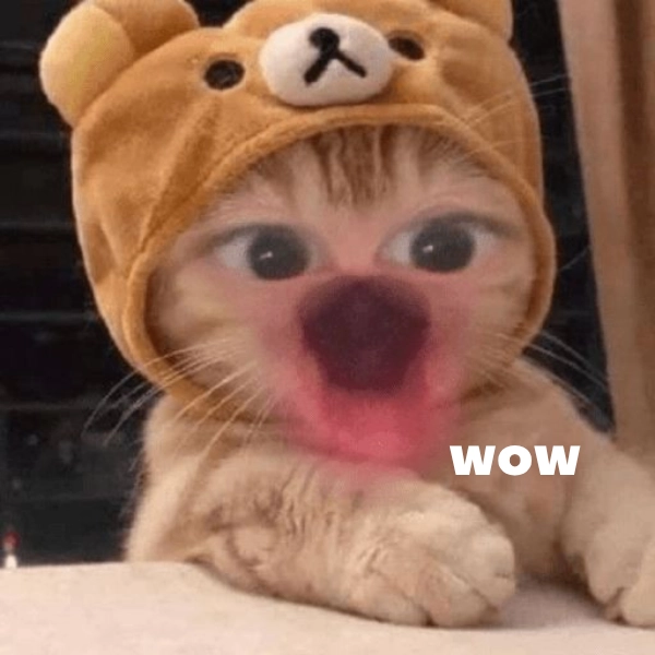wow wow meme ảnh chế 