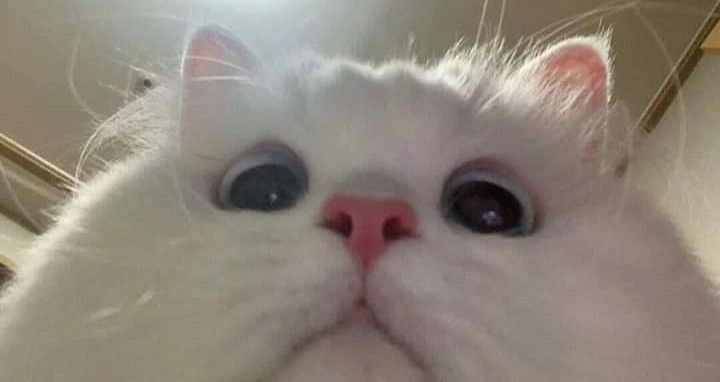 ảnh vô tri cute đơn giản 