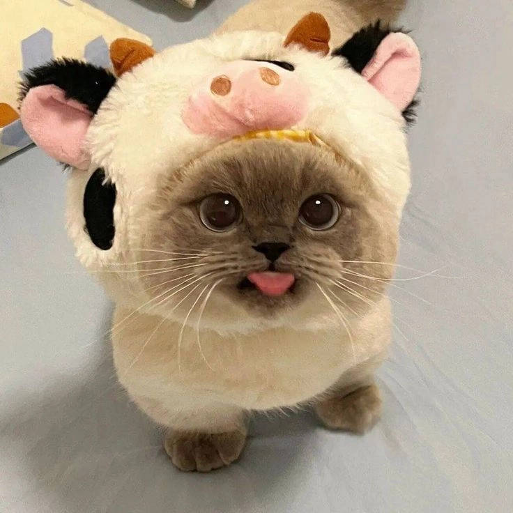 ảnh vô tri cute gây ấn tượng 