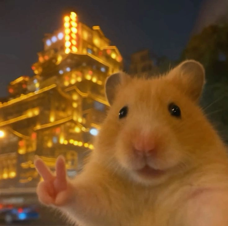 avatar ảnh vô tri cute phong cách 