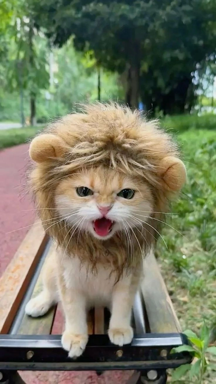 ảnh vô tri dễ thương đáng nhớ 