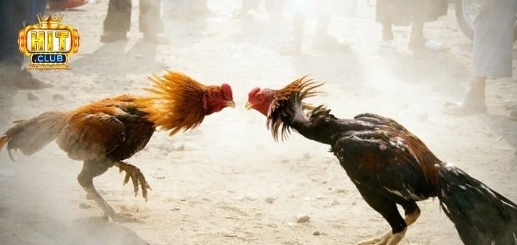 Tại sao nên chọn hitclub để chơi đá gà tre