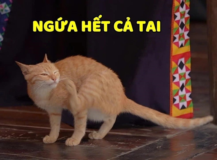ngứa tai meme gia đình haha