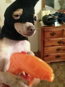 Bộ sưu tập 100+ ảnh Chihuahua meme bựa tấu hài đúng nghĩa