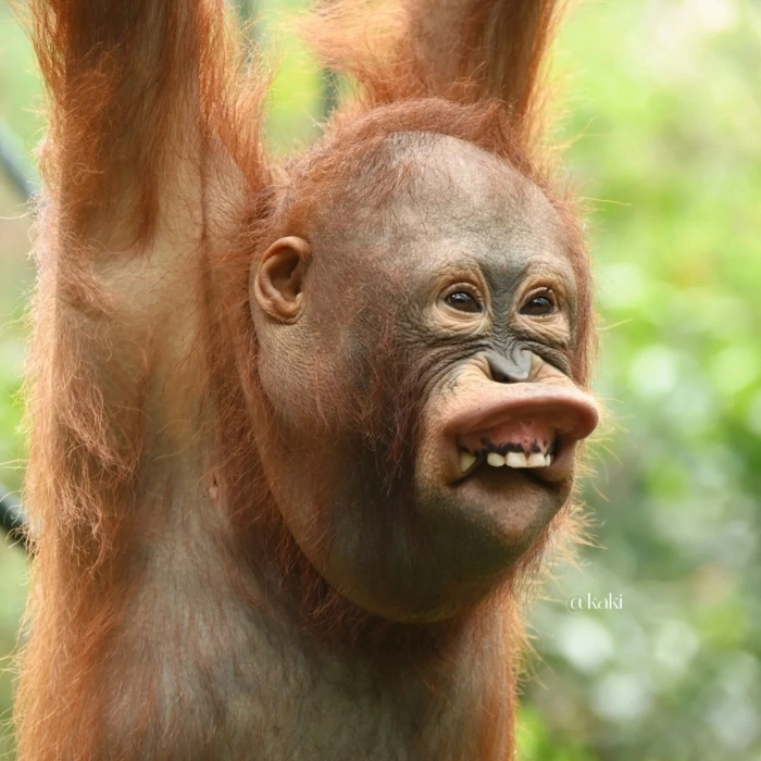ảnh meme con khỉ