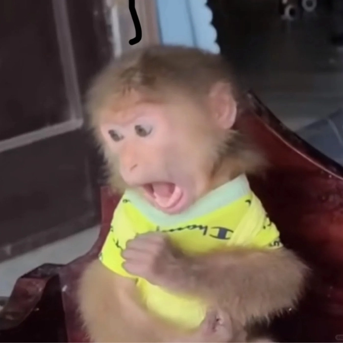 meme con khỉ giơ tay chào