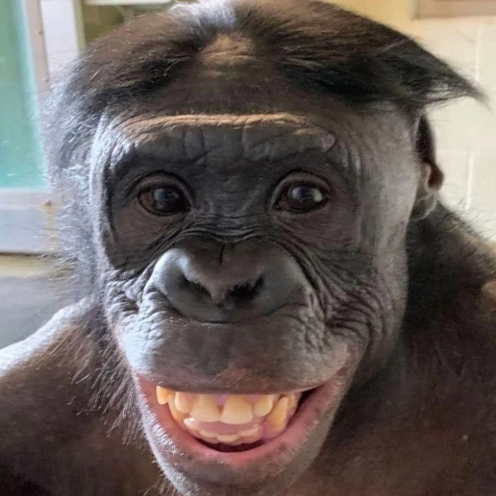 meme khỉ cười bá đạo